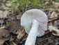 Fehér galóca (Amanita verna), Dél-Pest